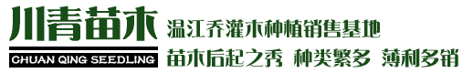 綠化苗木價(jià)格 - 常綠喬木批發(fā) - 灌木苗圃基地 - 溫江川青園藝場