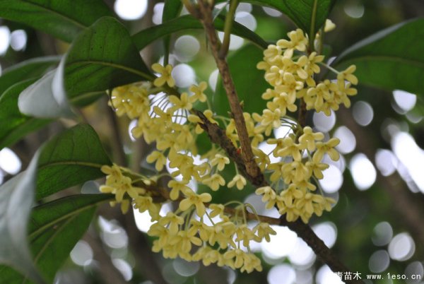 桂花樹