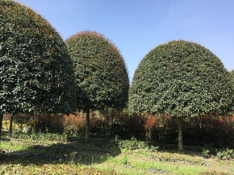 桂花樹