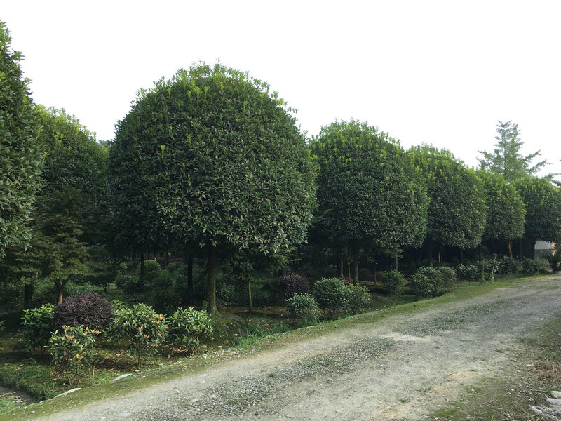 桂花樹
