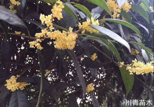 桂花哪種才是最香、最好、最名貴?