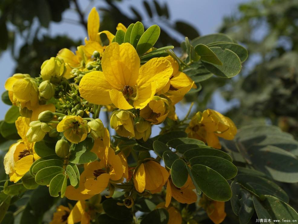 求購馬尾松苗70萬株 黃槐樹三千株