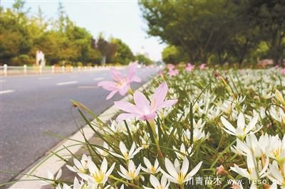 蔥蘭花開圖片