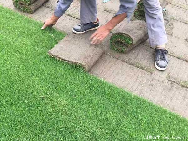 在成都市場臺灣二號草坪多少錢一平方？