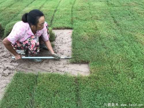 馬尼拉草坪臺灣二號草坪哪個貴？哪個好？