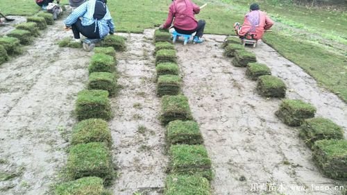 馬尼拉草坪臺灣二號草坪哪個貴？哪個好？