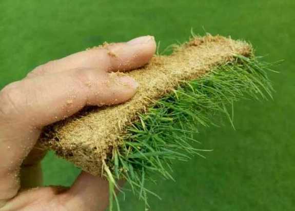 馬尼拉草坪臺灣二號草坪哪個貴?哪個好?