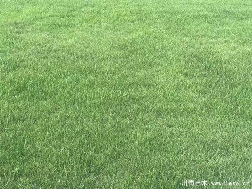 在成都市場臺灣二號草坪多少錢一平方?