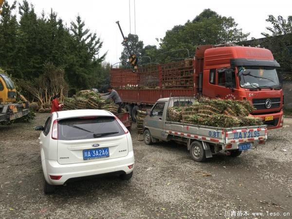 溫江灌木發往宜賓