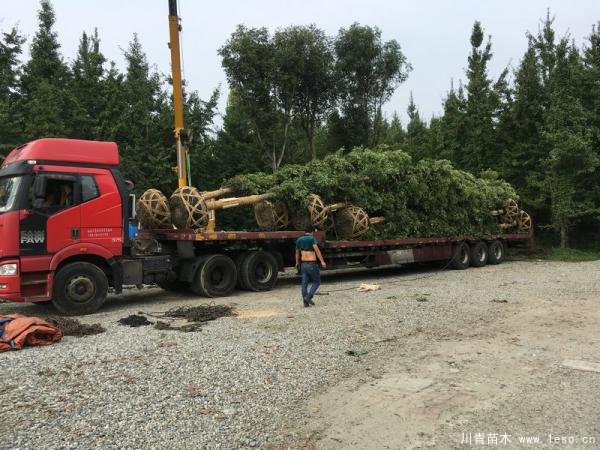 溫江金絲楠木發往衡陽