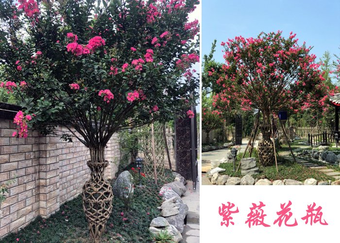 紫薇花瓶造型，沒有十幾年經(jīng)驗(yàn)是編不出這樣的藝術(shù)品