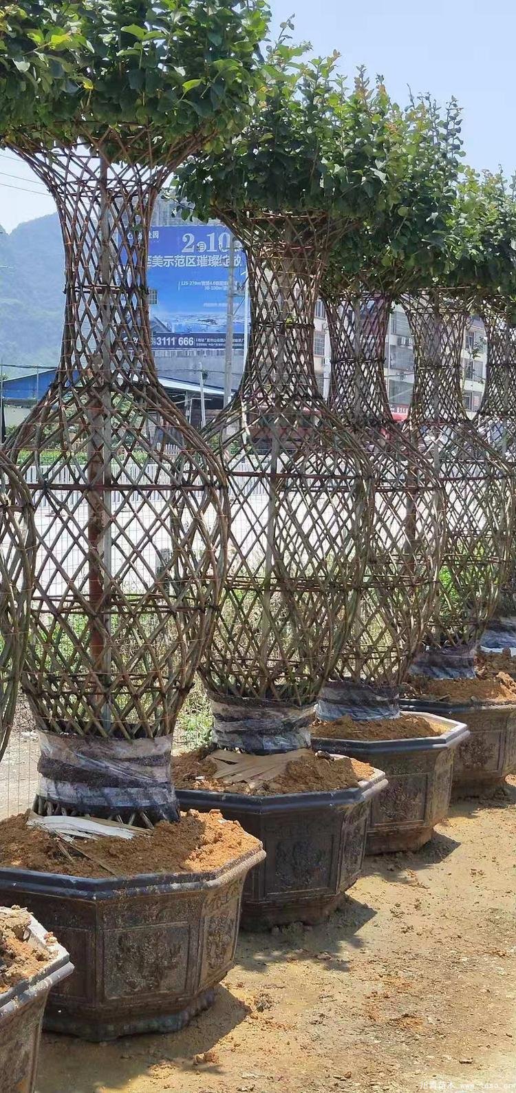 紫薇花瓶價格，1-2米高紫薇花瓶造型多少錢一株