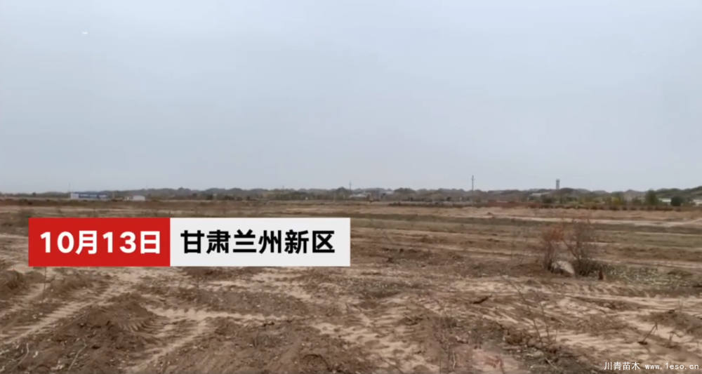 30畝苗木一夜被毀，村民欲哭無淚，施工方：領(lǐng)導(dǎo)要觀摩加班推錯了