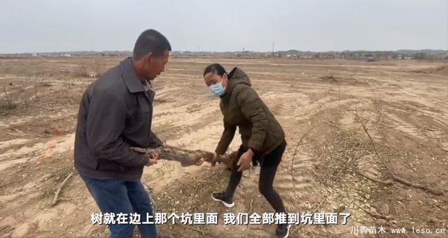 30畝苗木一夜被毀，村民欲哭無淚，施工方：領(lǐng)導(dǎo)要觀摩加班推錯了