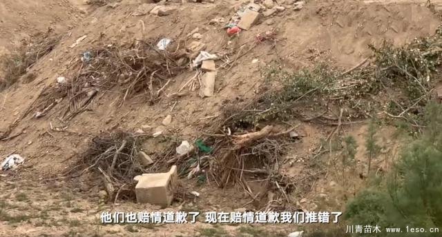 30畝苗木一夜被毀，村民欲哭無淚，施工方：領(lǐng)導(dǎo)要觀摩加班推錯了