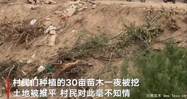 30畝苗木一夜被毀，村民欲哭無淚，施工方：領(lǐng)導(dǎo)要觀摩加班推錯了