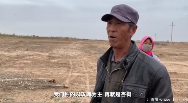 30畝苗木一夜被毀，村民欲哭無淚，施工方：領(lǐng)導(dǎo)要觀摩加班推錯了