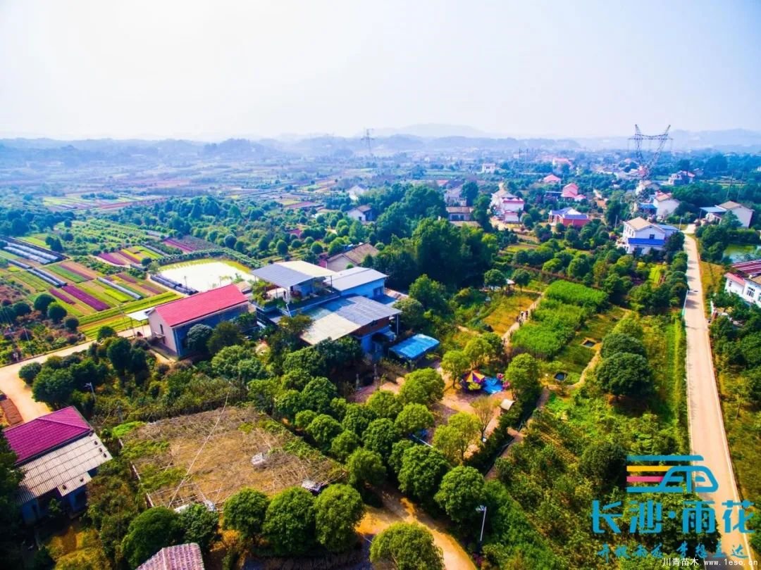 棵棵苗木繪就億元村幸福畫卷“一村一品”跳馬豐收圖鑒