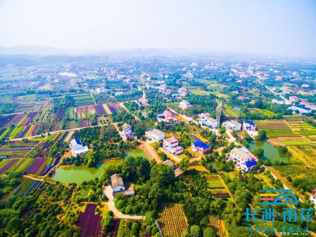 棵棵苗木繪就億元村幸福畫卷“一村一品”跳馬豐收圖鑒