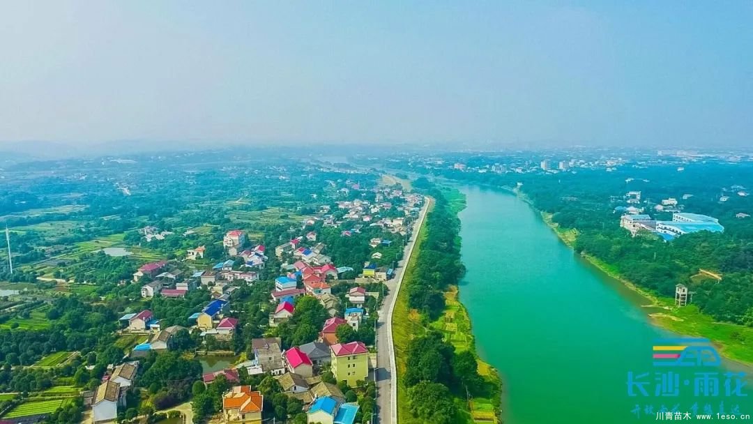 棵棵苗木繪就億元村幸福畫卷“一村一品”跳馬豐收圖鑒