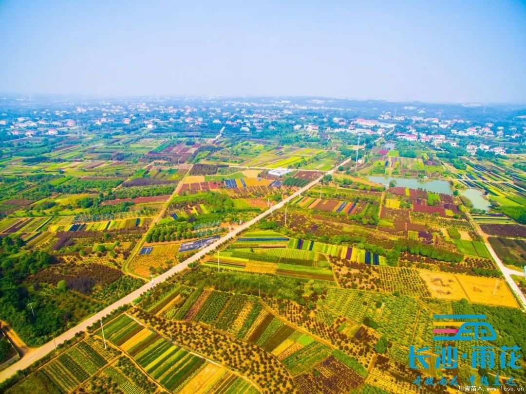 棵棵苗木繪就億元村幸福畫卷“一村一品”跳馬豐收圖鑒