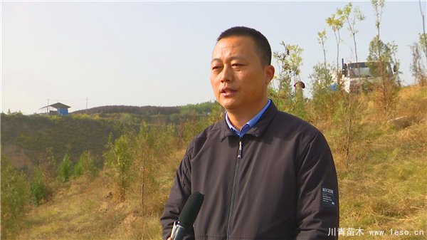 秋冬季花卉苗木的管護補植工作，黃河生態防護林責任片區