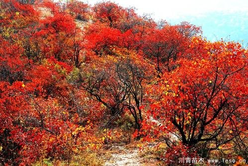 北京香山紅葉漸入最佳觀賞期,層林盡染紅似火紅