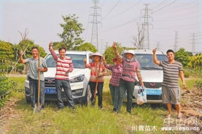 花木搬運工開著私家車攬活，一人一天能掙兩三百元