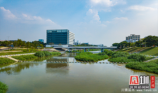 茅洲河碧道光明段，布滿草叢、灌木，草植豐厚具有活力