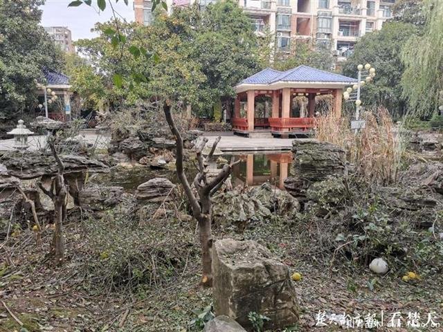 園林式小區(qū)樹木“換發(fā)型”，灌木剪得太短讓業(yè)主很痛心