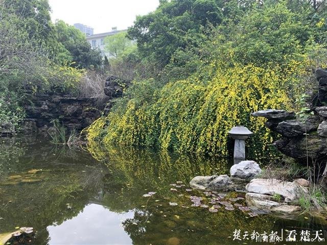 園林式小區(qū)樹木“換發(fā)型”，灌木剪得太短讓業(yè)主很痛心