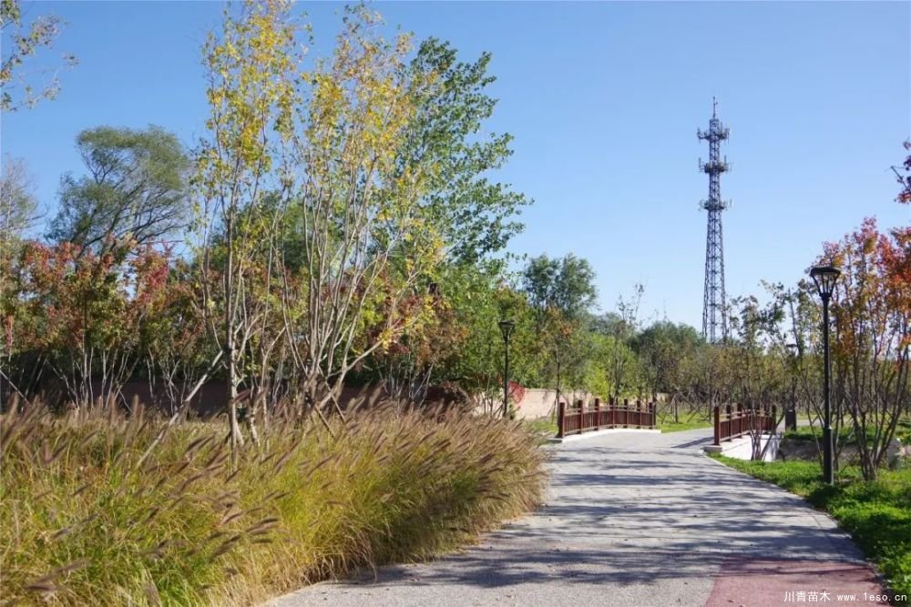 通州南部這處灌木森林公園規(guī)模約26000畝即將迎客！