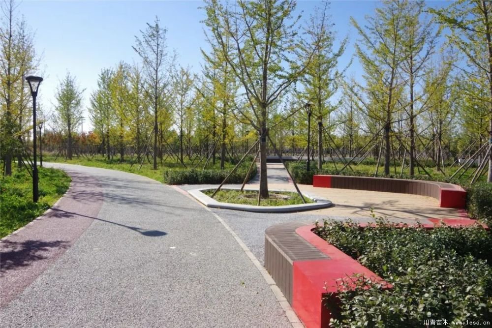 通州南部這處灌木森林公園規(guī)模約26000畝即將迎客！
