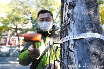 “樹木醫生”為樹木體檢、開方治病