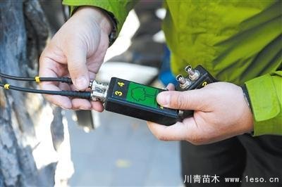 “樹木醫生”為樹木體檢、開方治病