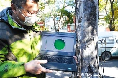 “樹木醫生”為樹木體檢、開方治病