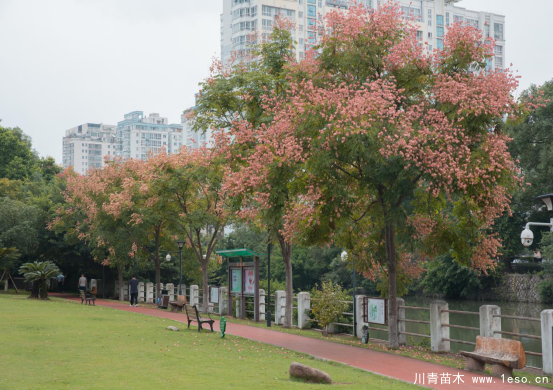 小燈籠枝頭掛，黃山欒樹“醉”金秋——龍灣美景“拍了拍”你！