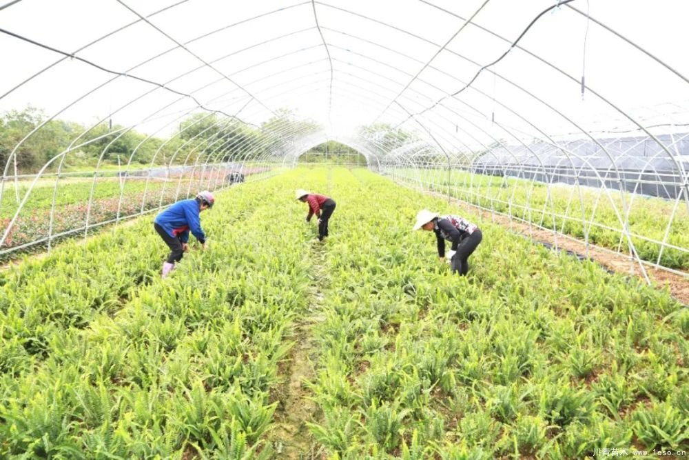 140畝花卉苗木基地，生機(jī)勃勃的瀏陽(yáng)！