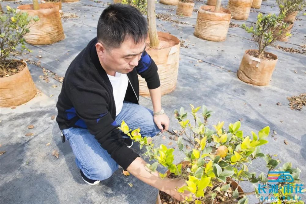 “一村一品”奔小康丨關(guān)刀新村：綠色苗木撐起脫貧藍(lán)天