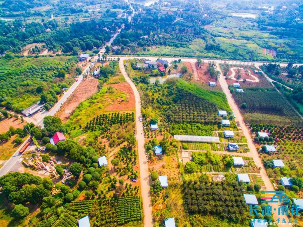 “一村一品”奔小康丨關(guān)刀新村：綠色苗木撐起脫貧藍(lán)天