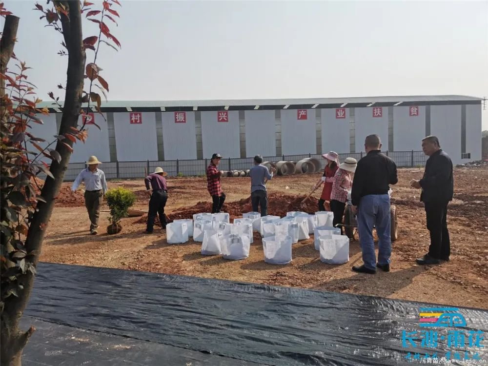 “一村一品”奔小康丨關(guān)刀新村:綠色苗木撐起脫貧藍(lán)天