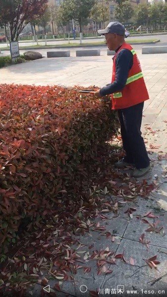 新城市政園林中心加強(qiáng)秋季苗木養(yǎng)護(hù)
