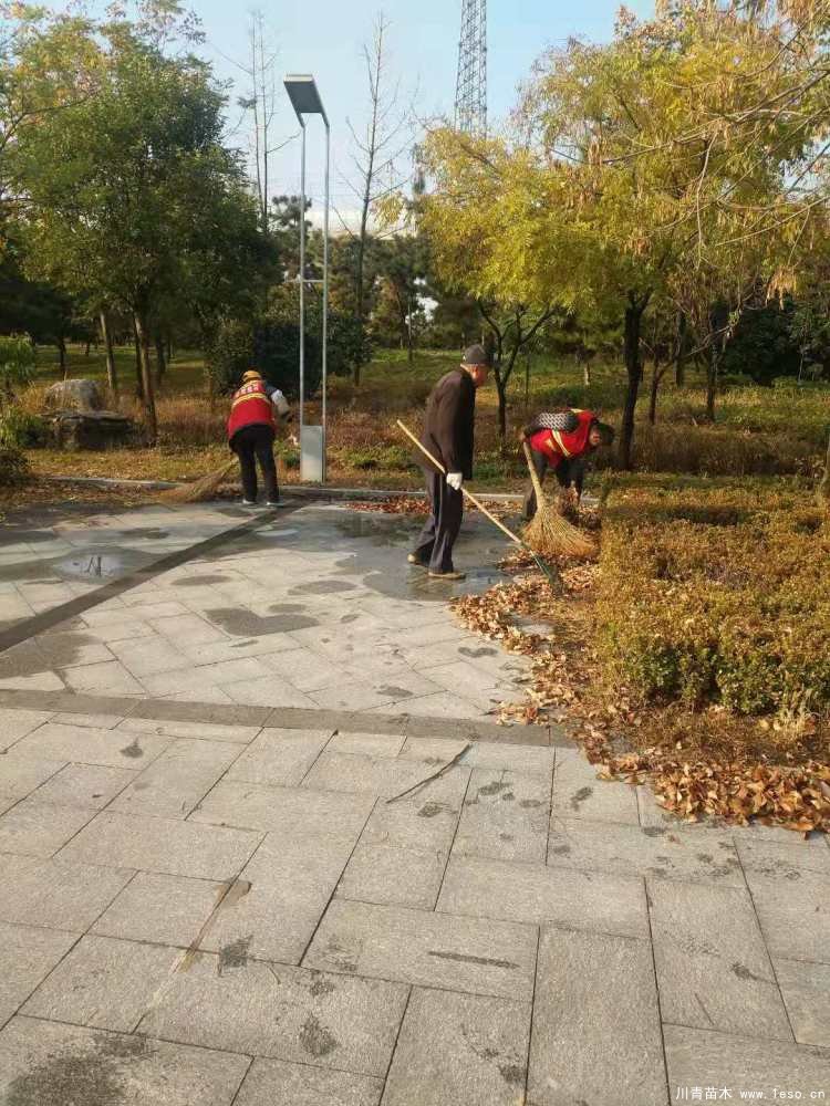 新城市政園林中心加強(qiáng)秋季苗木養(yǎng)護(hù)