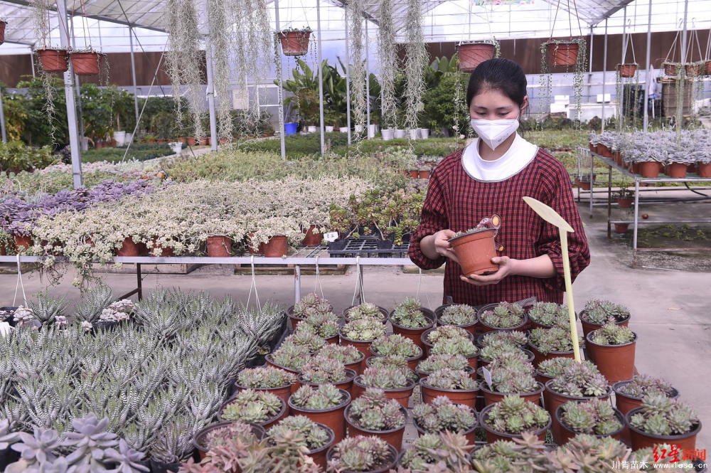 溫江川雅園藝場線上直播帶貨！花式賣花帶火溫江近30萬滯銷花卉