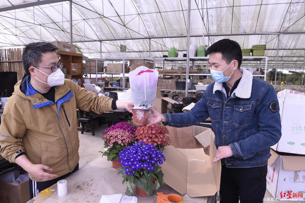 溫江川雅園藝場線上直播帶貨！花式賣花帶火溫江近30萬滯銷花卉