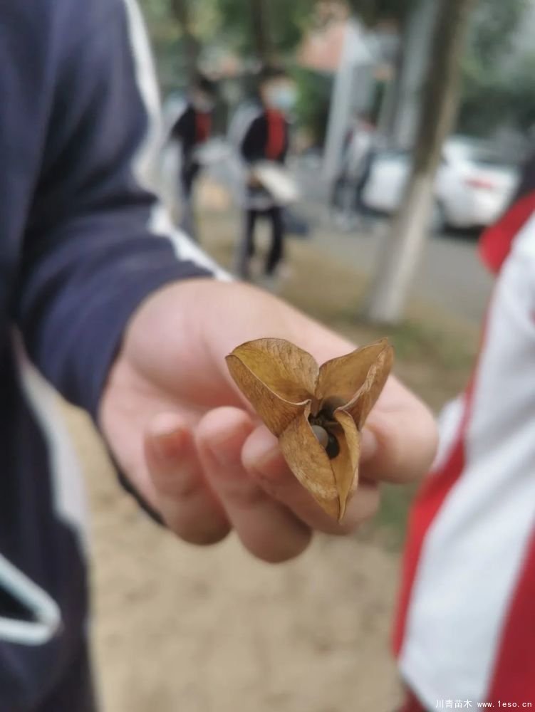 武漢導師帶領初中生探究喬木的奧秘，生動的上了一課