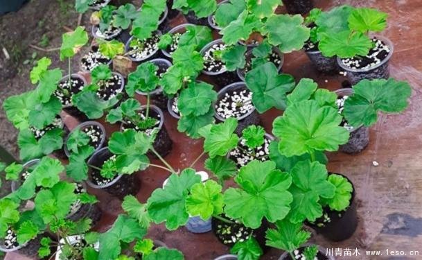 花卉綠植，要學會扦插，這4種花卉晚秋、冬初可照樣育苗