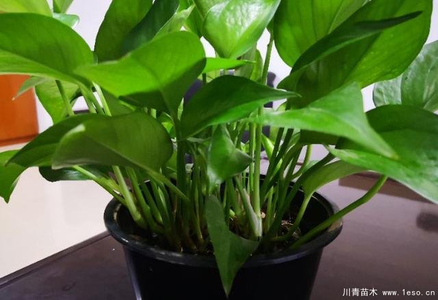 花卉綠植，要學會扦插，這4種花卉晚秋、冬初可照樣育苗