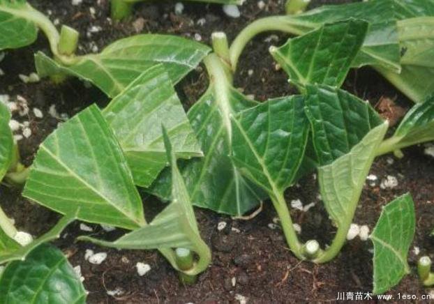 花卉綠植，要學會扦插，這4種花卉晚秋、冬初可照樣育苗