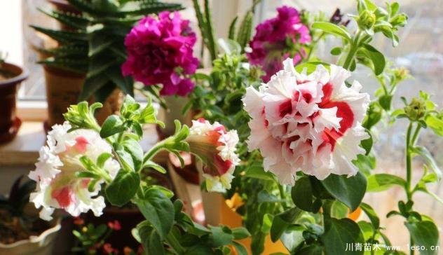 花卉綠植，要學會扦插，這4種花卉晚秋、冬初可照樣育苗